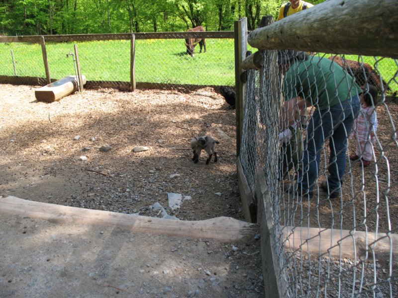 ballenbergbe07may2009125.jpg