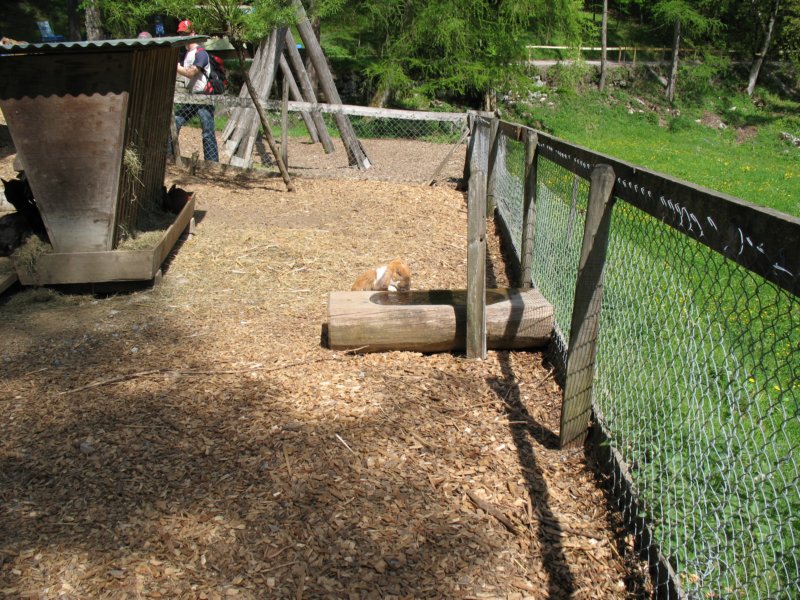 ballenbergbe07may2009134.jpg