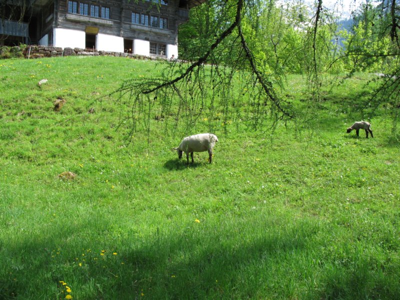 ballenbergbe07may2009143.jpg