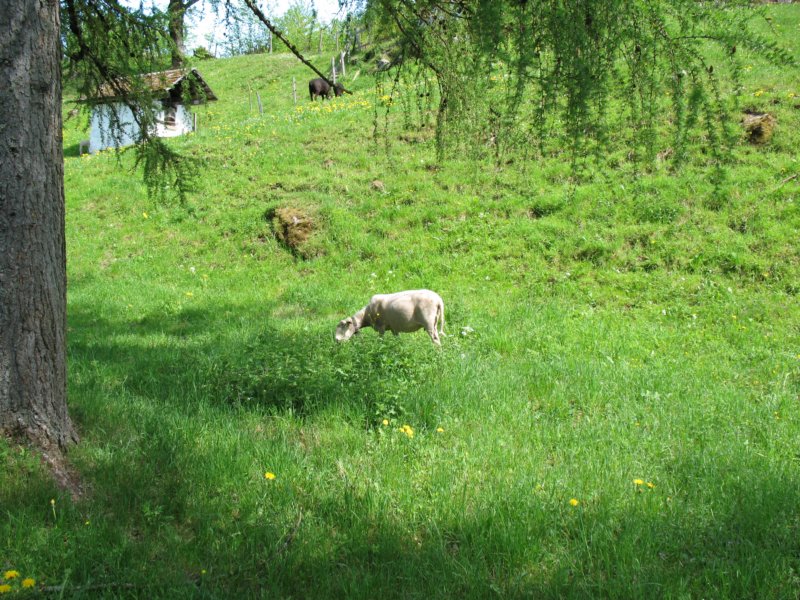 ballenbergbe07may2009144.jpg
