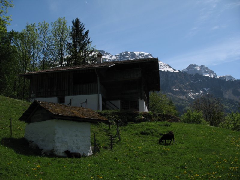 ballenbergbe07may2009150.jpg