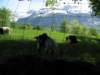 ballenbergbe07may2009154_small.jpg