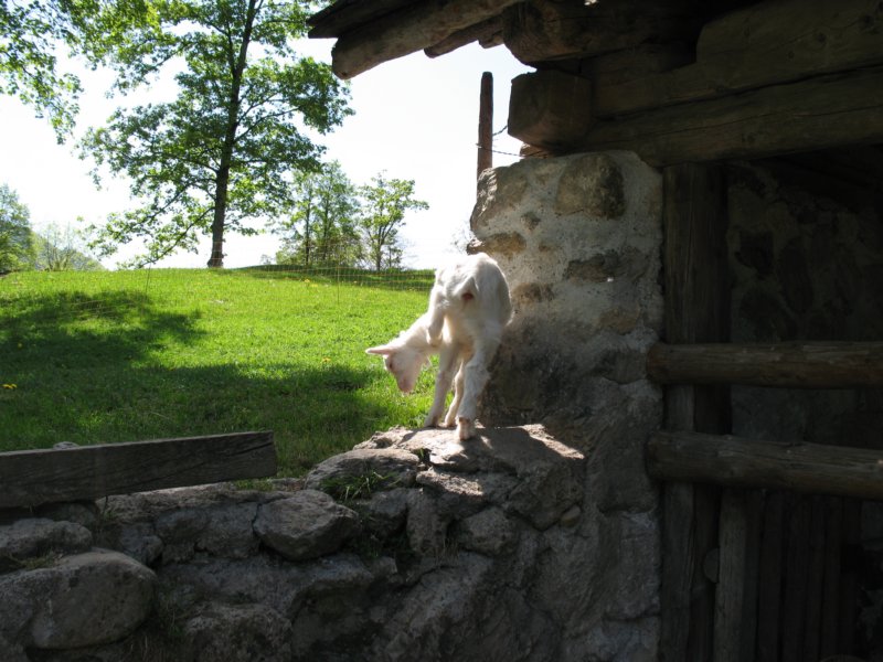ballenbergbe07may2009158.jpg