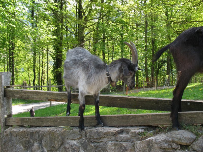 ballenbergbe07may2009161.jpg