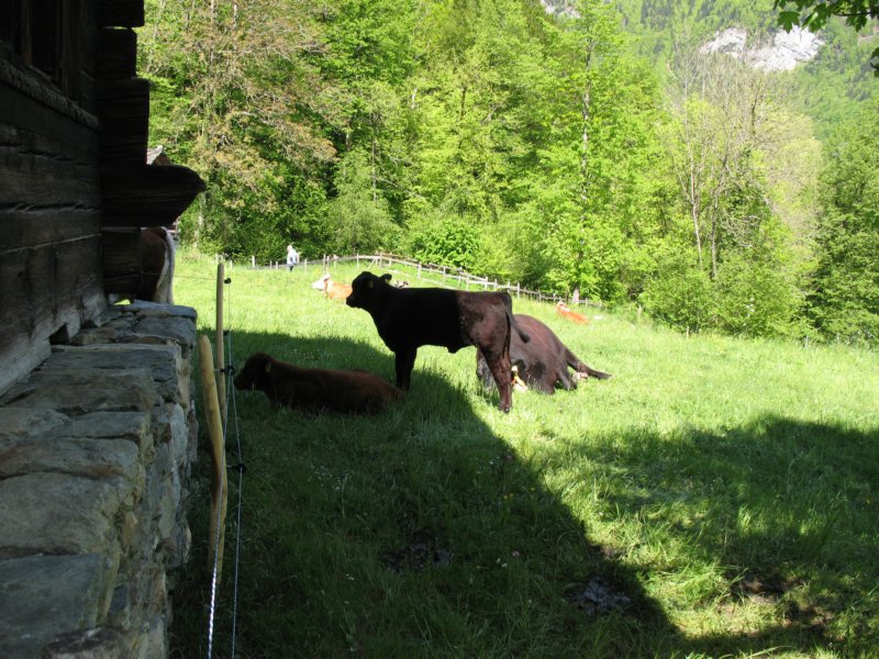ballenbergbe07may2009166.jpg