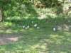 ballenbergbe07may2009169_small.jpg