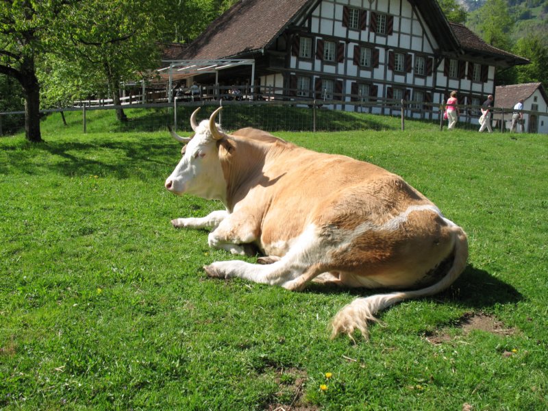 ballenbergbe07may2009180.jpg