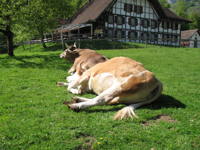 ballenbergbe07may2009184.jpg