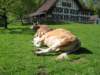 ballenbergbe07may2009184_small.jpg