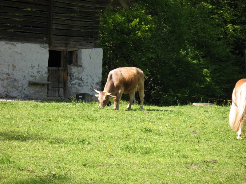 ballenbergbe07may2009192.jpg