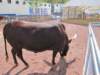 buffledomestiqueboeufwatussi2_small.jpg