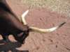 buffledomestiqueboeufwatussi3_small.jpg