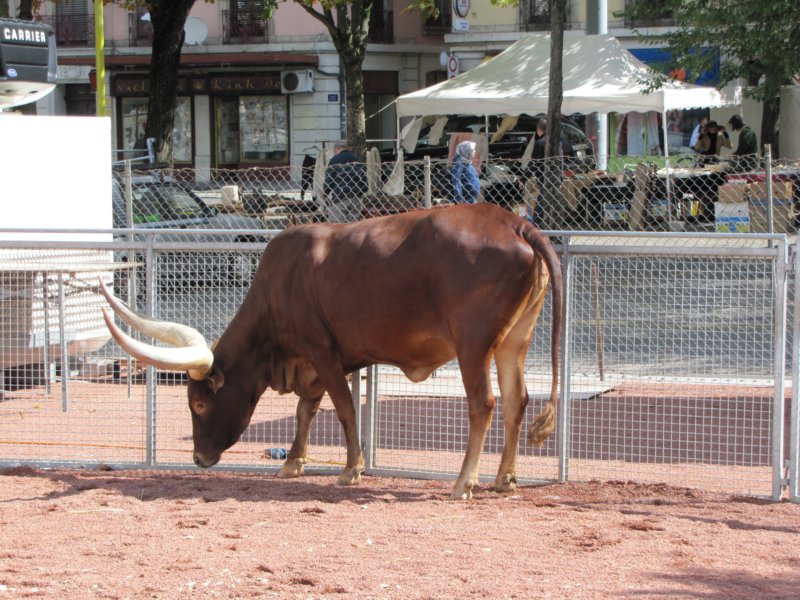 buffledomestiqueboeufwatussi4.jpg