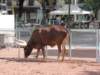 buffledomestiqueboeufwatussi4_small.jpg
