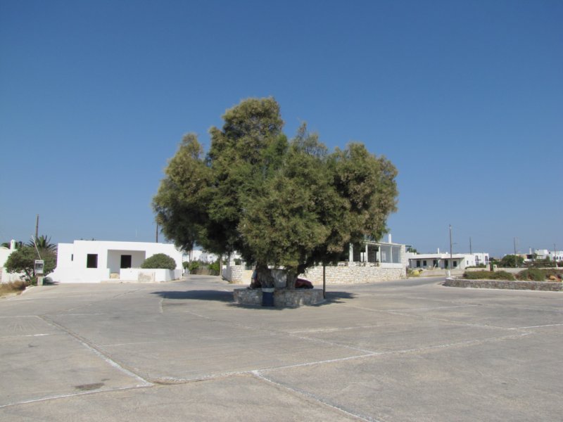 sep2011ampels9.jpg