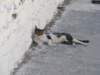 sep2011paroiki77_small.jpg
