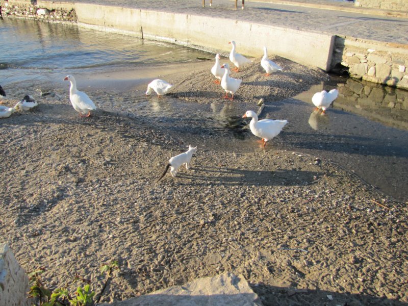 sep2011parosnaousa84.jpg