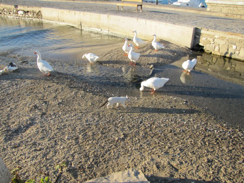 sep2011parosnaousa85.jpg