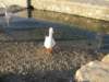 sep2011parosnaousa94_small.jpg