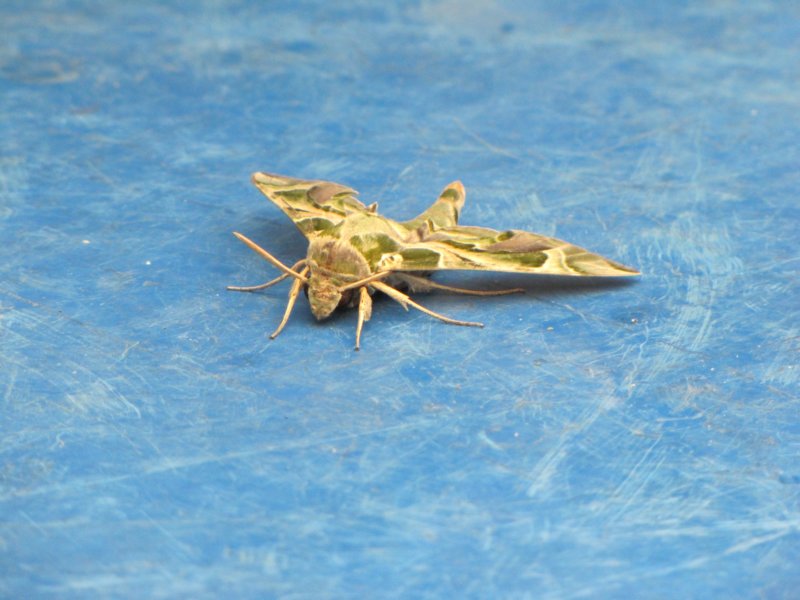 sep2011parospiraeusonbluestarparos5.jpg