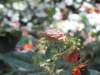sep2011valleyofbutterflies12_small.jpg