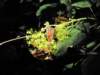 sep2011valleyofbutterflies16_small.jpg
