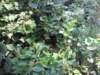 sep2011valleyofbutterflies2_small.jpg
