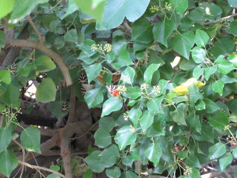 sep2011valleyofbutterflies3.jpg