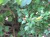 sep2011valleyofbutterflies3_small.jpg