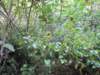 sep2011valleyofbutterflies5_small.jpg
