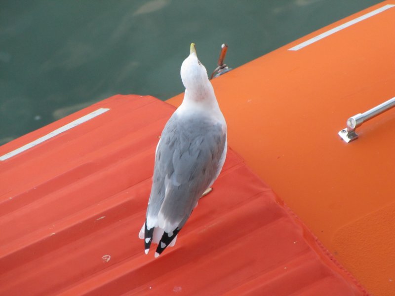 sep2014venice501.jpg