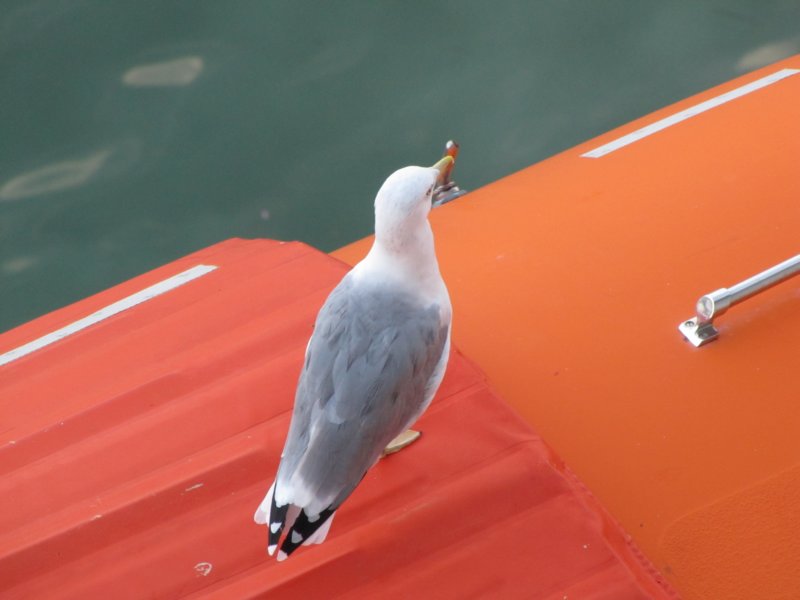 sep2014venice502.jpg