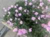 img_6275_small.jpg