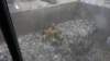 dsc00893_small.jpg
