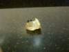 image1789_small.jpg
