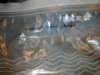 image4268_small.jpg