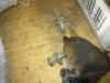 image4336_small.jpg