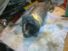 image4345_small.jpg