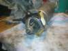 image4463_small.jpg