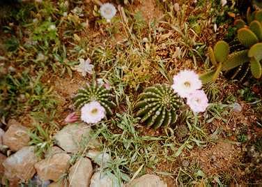 [Blooming Cactuses 2