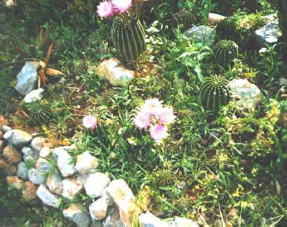 [Blooming Cactuses 2]