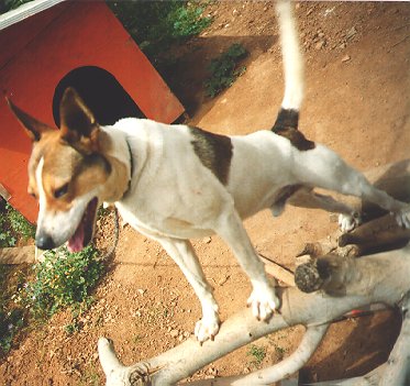 [Tail up]