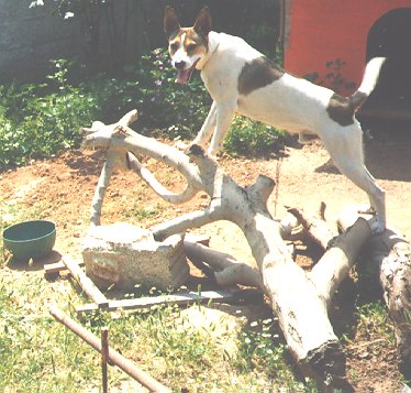 [tail twist]