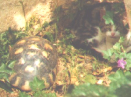 [hallo cleo!]