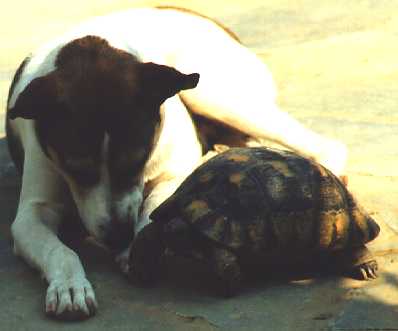 [Dudu and rex having a talk.]