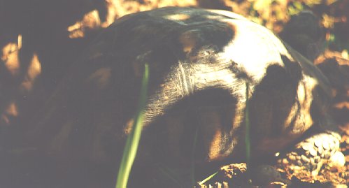 [rose shadow.]
