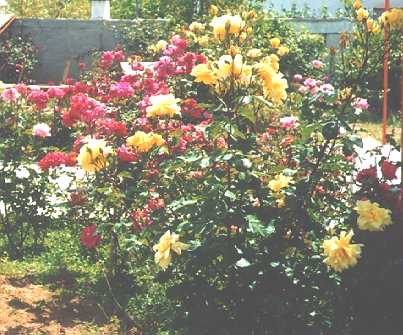 [Rose Bushes 3]