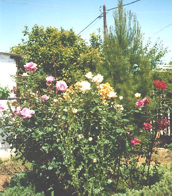 [Rose Bushes 1]