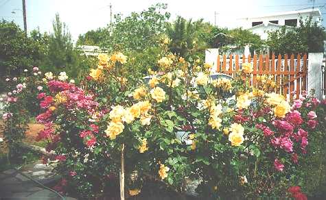[Rose Bushes 5]