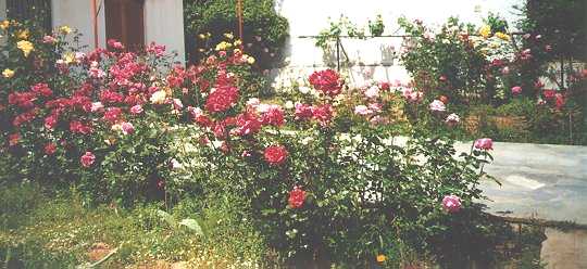 [Rose Bushes 2]